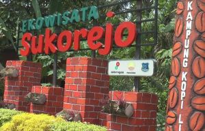 Mengangkat Ekonomi Masyarakat Tanjab Barat Lewat Ekowisata Sukorejo Kampung Kopi Liberika