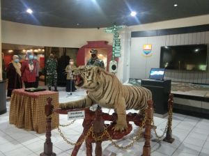 Danrem 042/Gapu Serahkan Koleksi Harimau Sumatra yang Diawetkan ke Museum Siginjei Jambi
