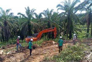 Siap Sukseskan Peremajaan Sawit Rakyat, KUD Bina Usaha Gelar Tumbang Perdana di Jambi