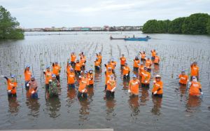 Peringati Hari Keanekaragaman Hayati Sedunia, PKT Tanam 1.500 Bibit Mangrove di Perairan Bontang