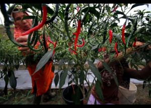 Panen Raya di Sentra Produksi Menahan Kenaikan Harga di Oktober 2022