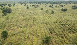 SKK Migas – PetroChina Hijaukan Ratusan Hektar Hutan Gambut dan Hutan Kota